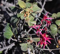 Searsia populifolia