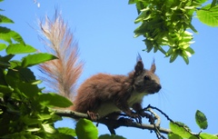 Sciurus vulgaris
