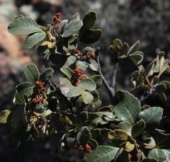 Searsia populifolia