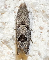 Suleima helianthana