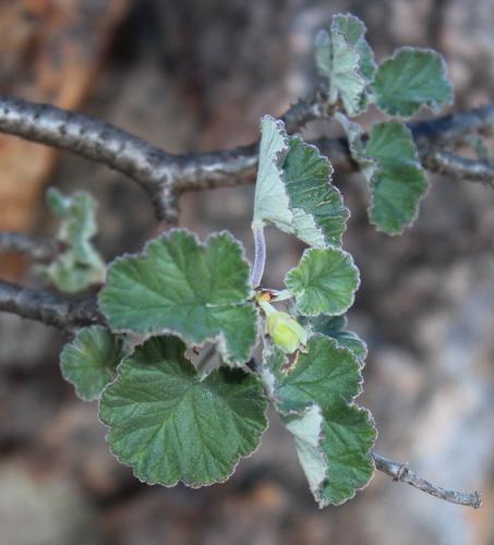 Pelargonium echinatum 2
