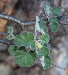 Pelargonium echinatum