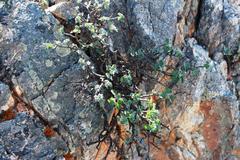 Pelargonium echinatum