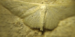 Idaea straminata