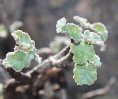 Pelargonium echinatum