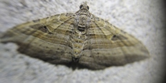 Costaconvexa polygrammata