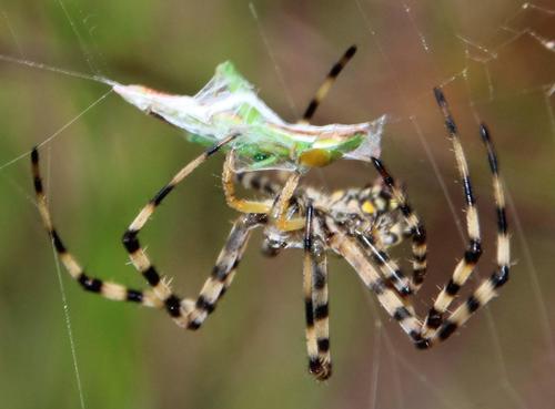 Common Garden Orbweb Spider