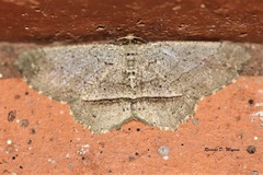 Melanolophia praeapicata