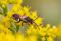 Nomada vicina