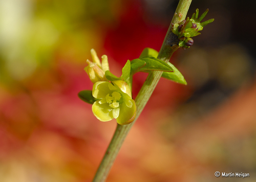 Adenia glauca Schinz