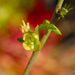 Adenia glauca - Photo (c) Martin Heigan, algunos derechos reservados (CC BY-NC-ND)