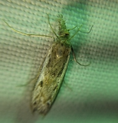 Platytes alpinella