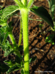 Pentanisia prunelloides prunelloides