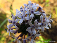 Pentanisia prunelloides prunelloides