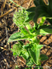 Pentanisia prunelloides prunelloides