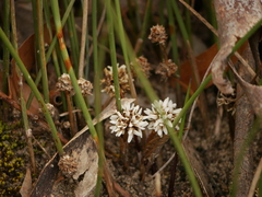Lomandra juncea