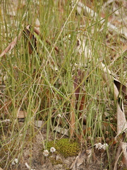 Lomandra juncea