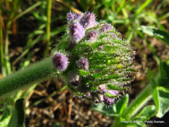Pentanisia prunelloides prunelloides
