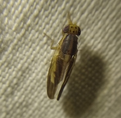 Peplomyza