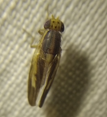 Peplomyza