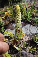 Satyrium bicallosum