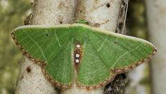 Comibaena leucospilata