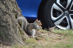 Sciurus carolinensis