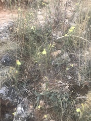 Odontites longiflorus