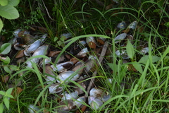 Ondatra zibethicus zibethicus