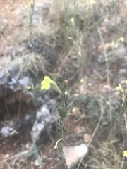 Odontites longiflorus