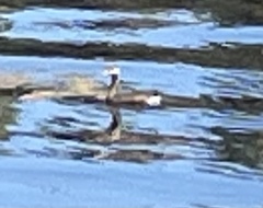 Podilymbus podiceps