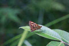 Ampittia virgata