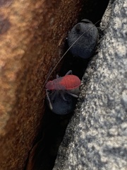 Jadera haematoloma