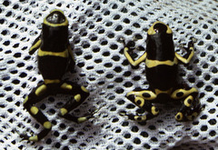 Dendrobates leucomelas