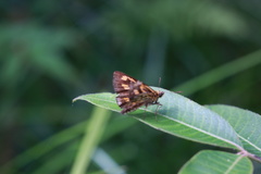 Ampittia virgata