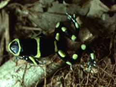 Dendrobates leucomelas