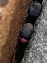 Jadera haematoloma