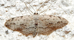Pimaphera sparsaria