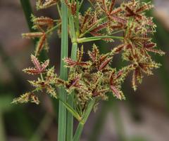 Cyperus denudatus