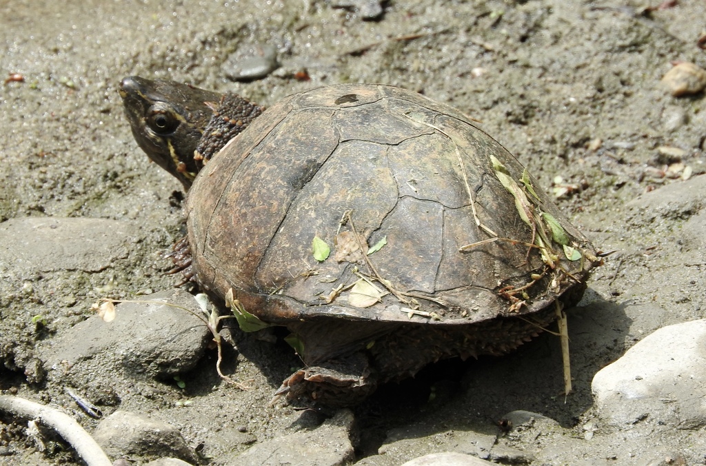 Eastern Musk Turtle in June 2018 by Noam Markus. I have changed the ...