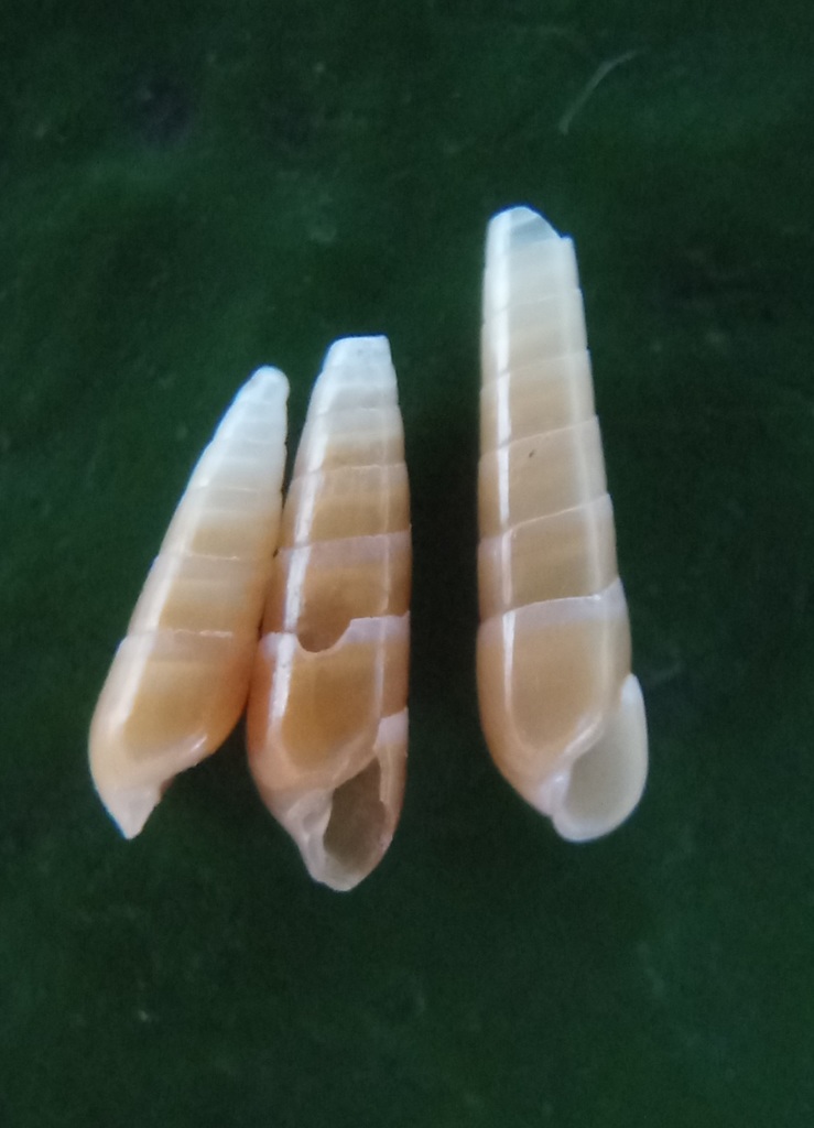 Syrnola aurantiaca