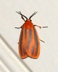 Hypoprepia miniata
