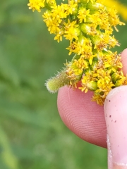 Rhopalomyia anthophila