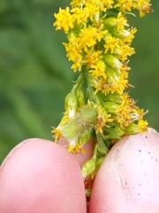 Rhopalomyia anthophila
