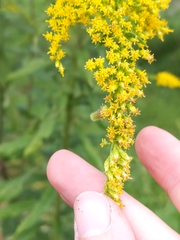 Rhopalomyia anthophila