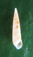 Syrnola tincta
