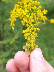 Rhopalomyia anthophila