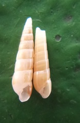 Syrnola tincta