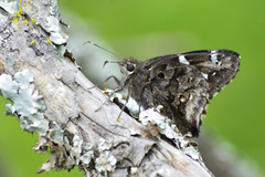 Codatractus arizonensis