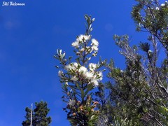 Myrceugenia lanceolata